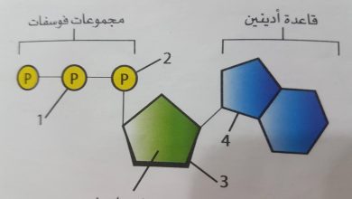 أي العبارات التالية صحيحة فيما يتعلق بالكائنات المنتجة