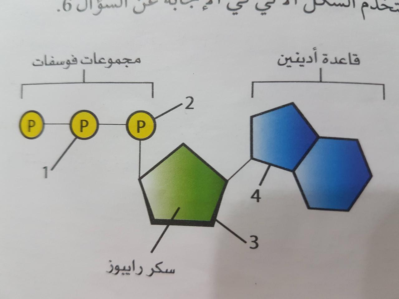 أي العبارات التالية صحيحة فيما يتعلق بالكائنات المنتجة